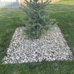 Residential landscaping in Spearfish, South Dakota by South Dakota Services featuring newly installed decorative rock around evergreen tree and freshly mowed lawn.
