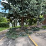 Tree trimming and branch cleanup in Spearfish, South Dakota by South Dakota Services, showing trimmed evergreen limbs removed from a commercial parking area.
