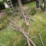 South Dakota Services completing tree trimming in Spearfish, SD with freshly cut branches on lawn and crew preparing debris for removal.